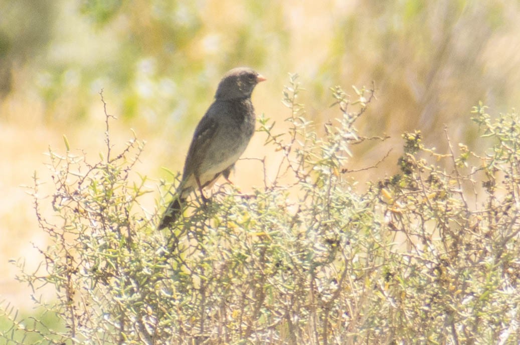 Mourning Sierra Finch - ML614717004