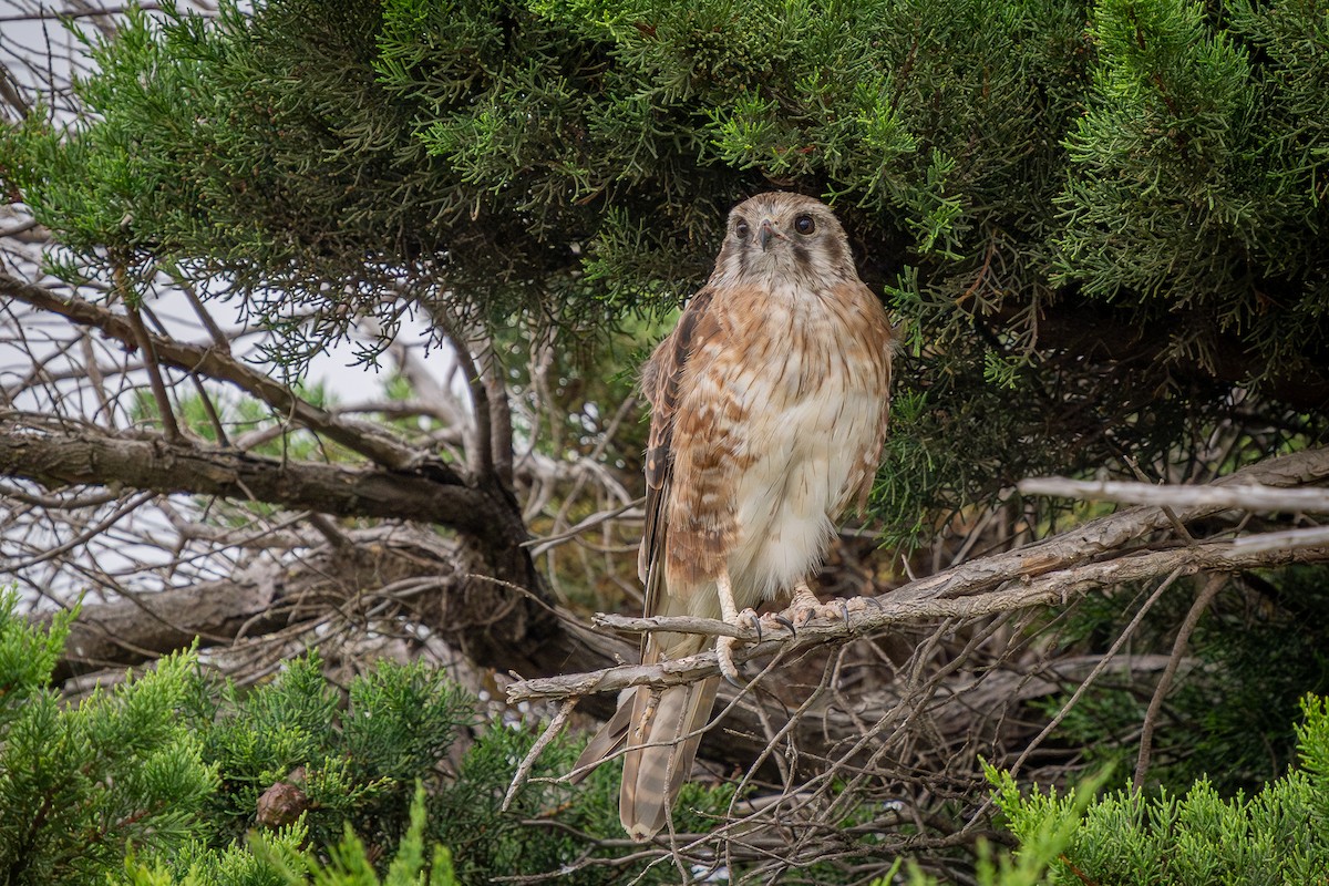 Brown Falcon - ML614717019