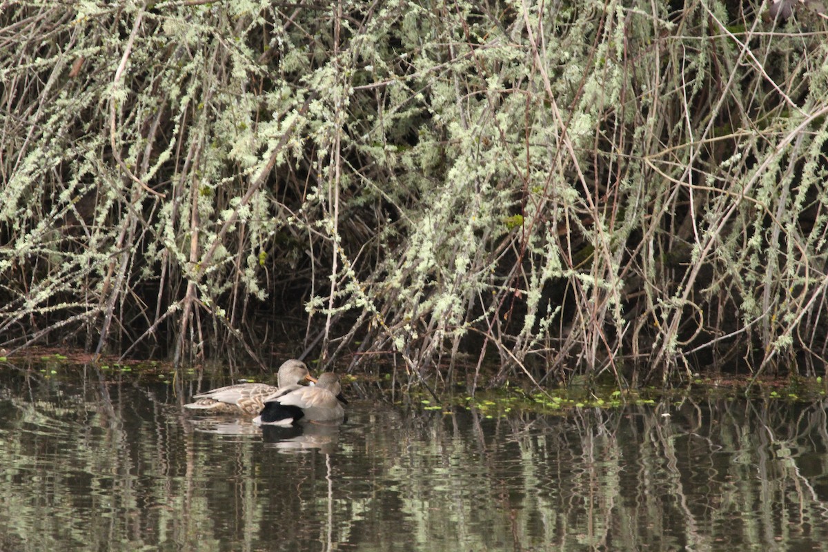 Gadwall - ML614717029