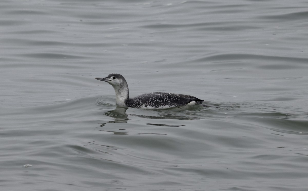 Red-throated Loon - ML614717032