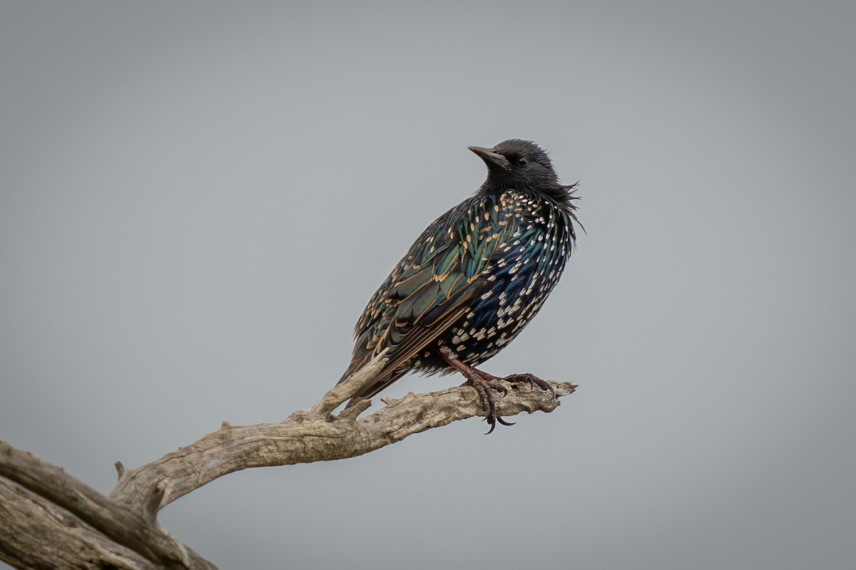 European Starling - ML614717034