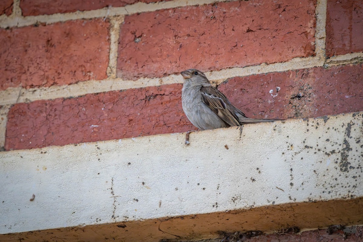 Moineau domestique - ML614717049