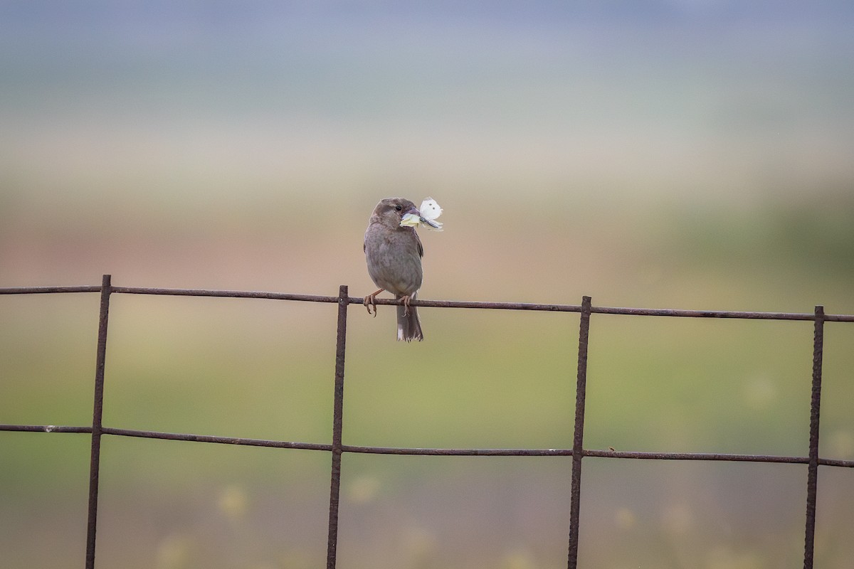 House Sparrow - ML614717051