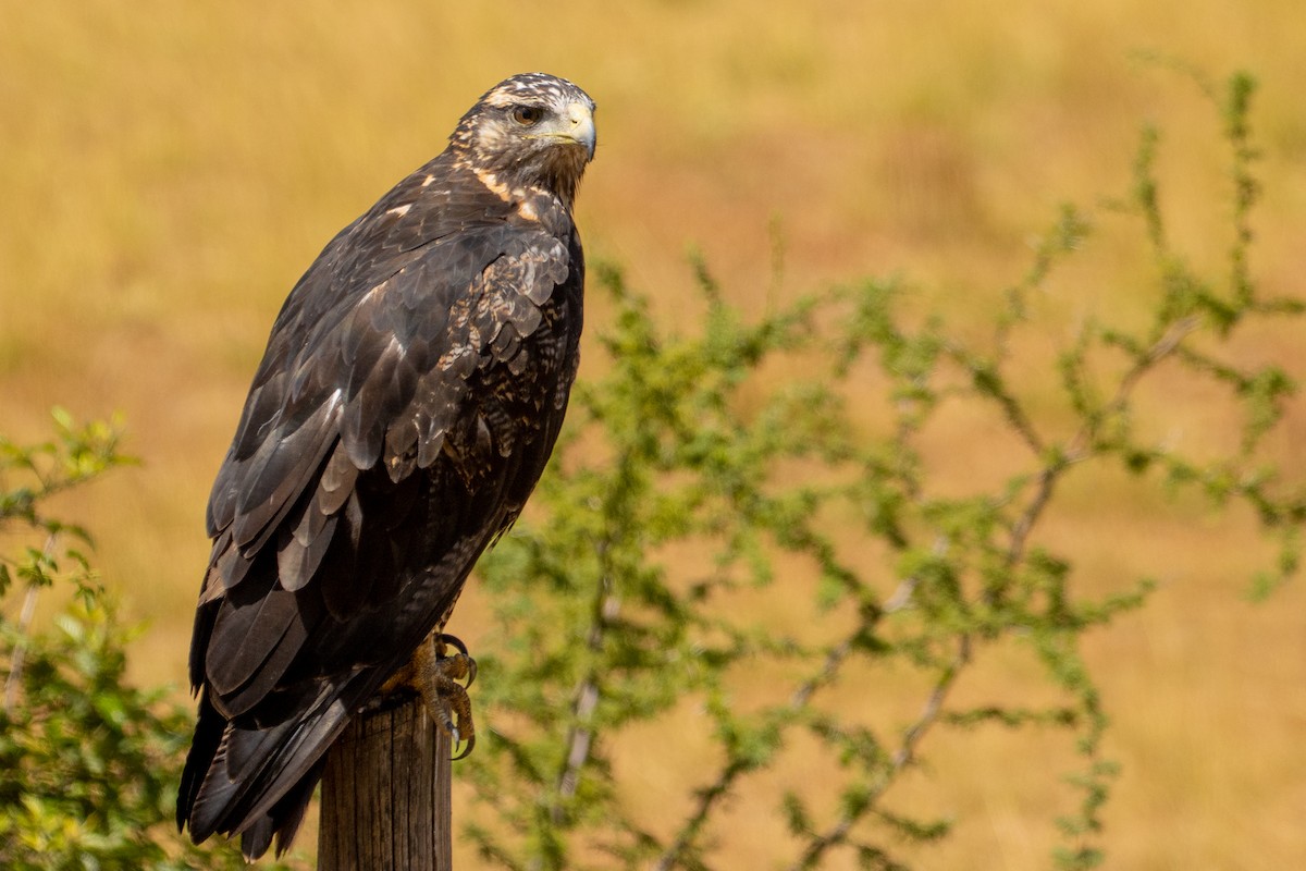 Black-chested Buzzard-Eagle - Pablo Andrés Cáceres Contreras