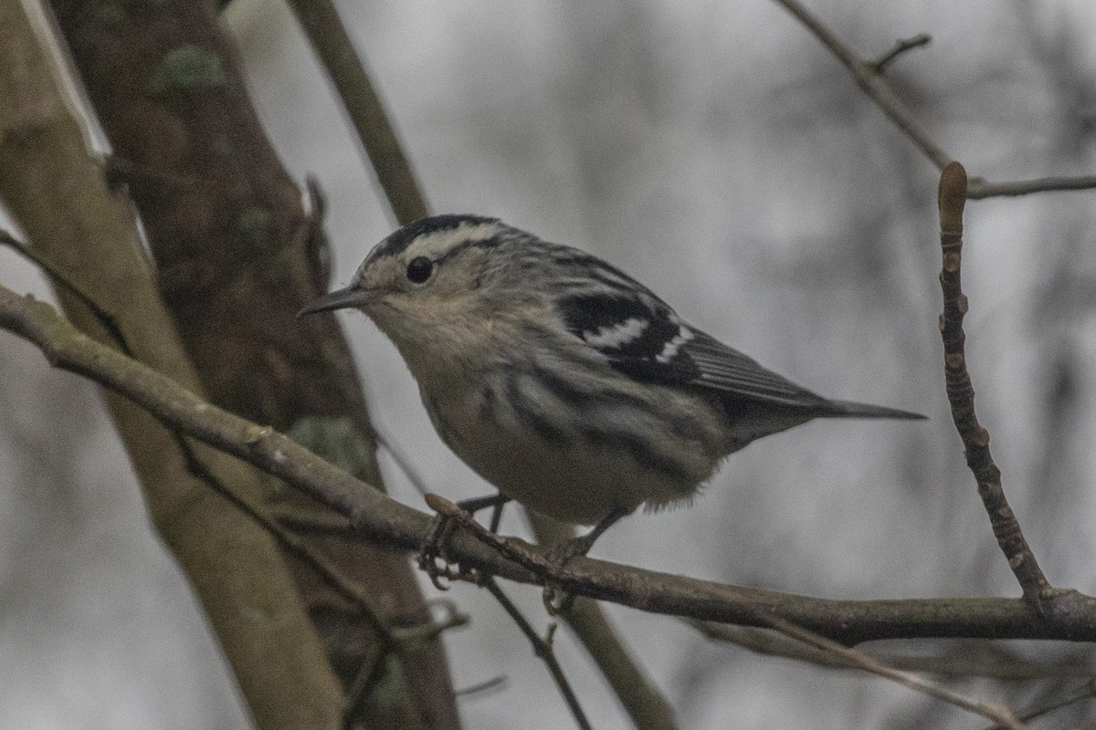 Black-and-white Warbler - Geoff Hill