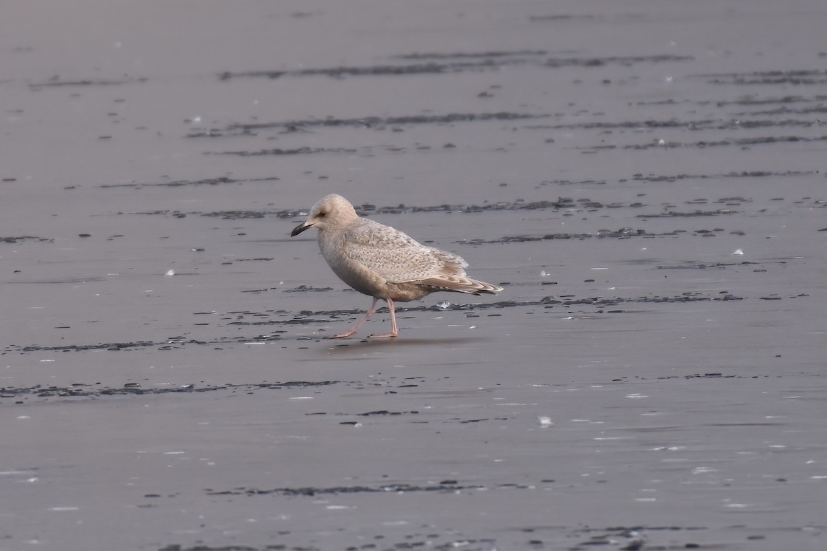 Gaviota Groenlandesa - ML614717170