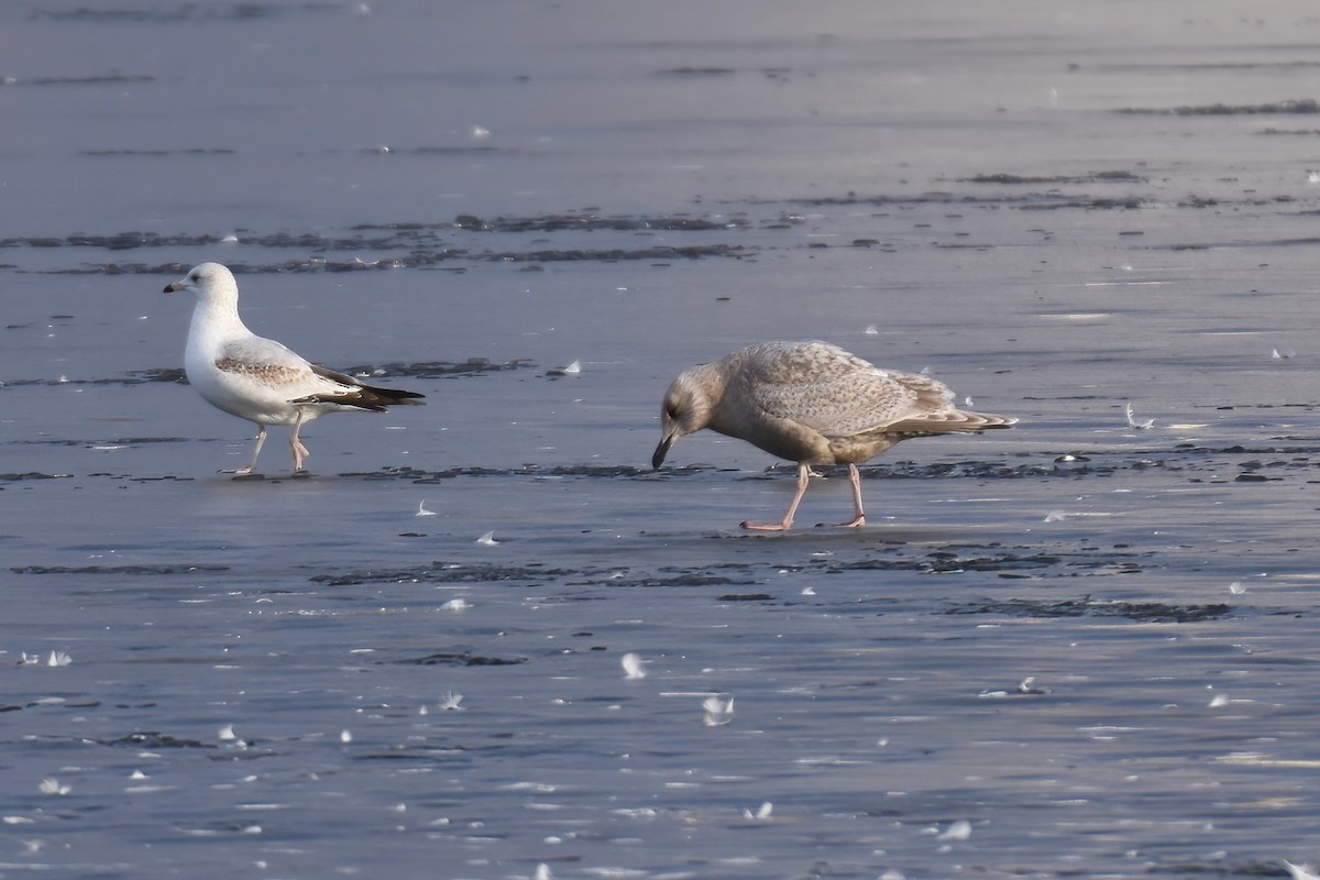 Gaviota Groenlandesa - ML614717171