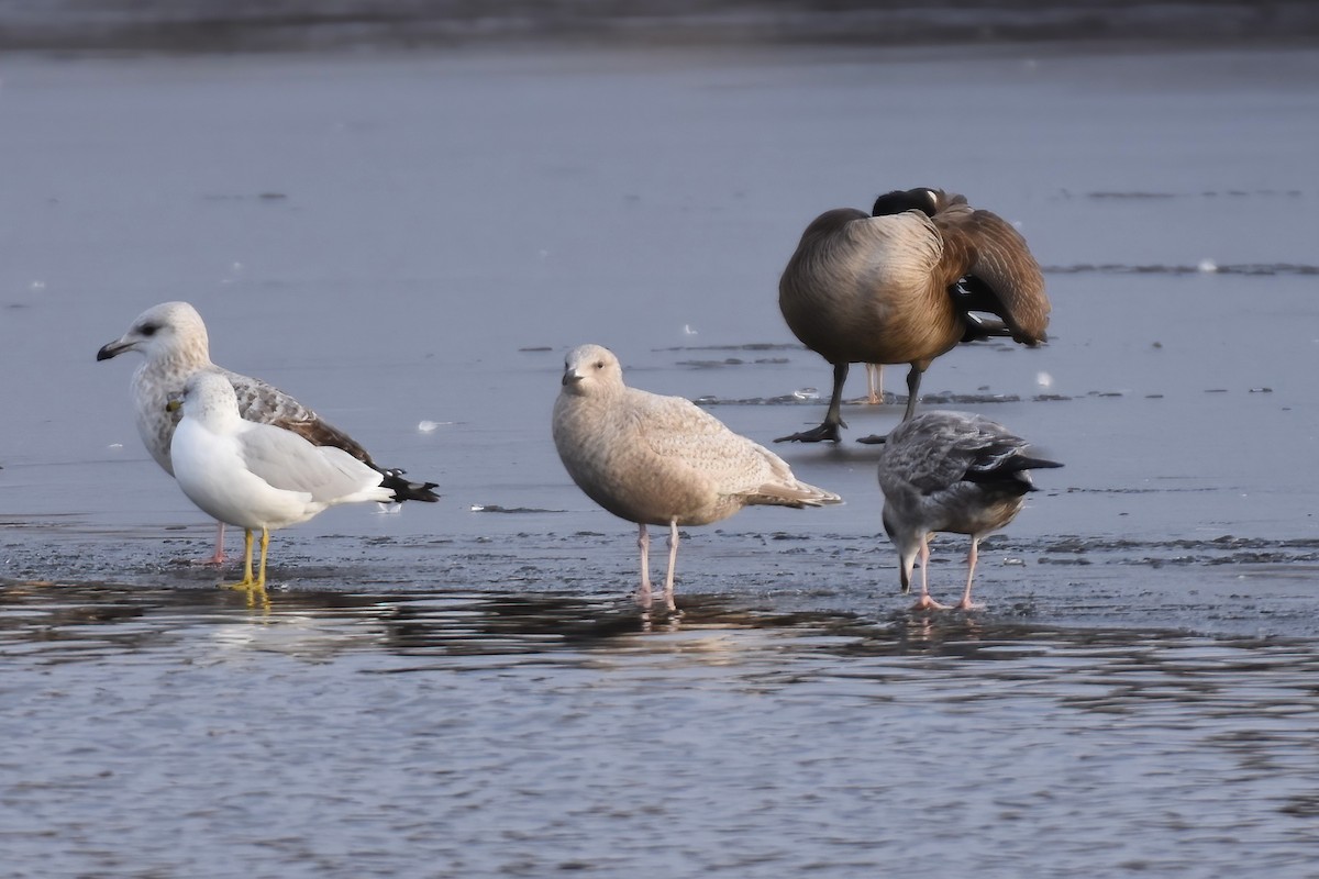 Iceland Gull - ML614717174