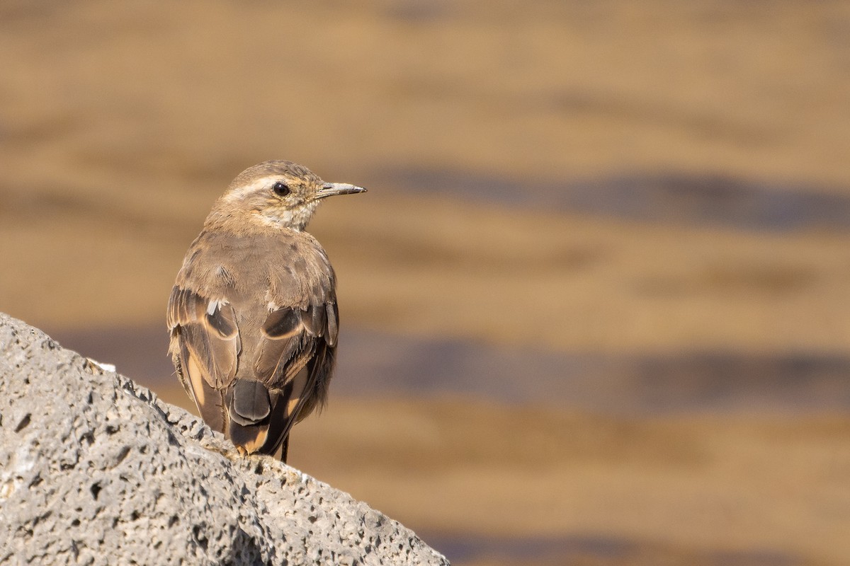 Buff-winged Cinclodes - Pablo Andrés Cáceres Contreras