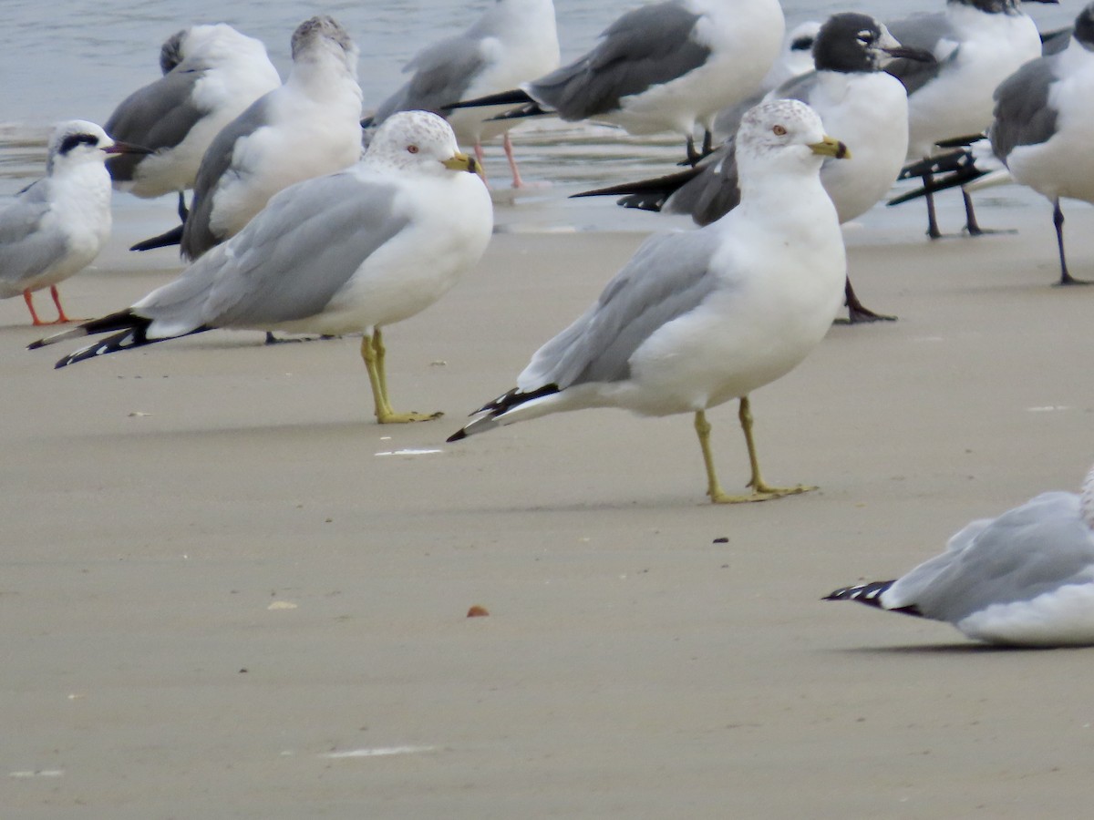 Ring-billed Gull - ML614717234