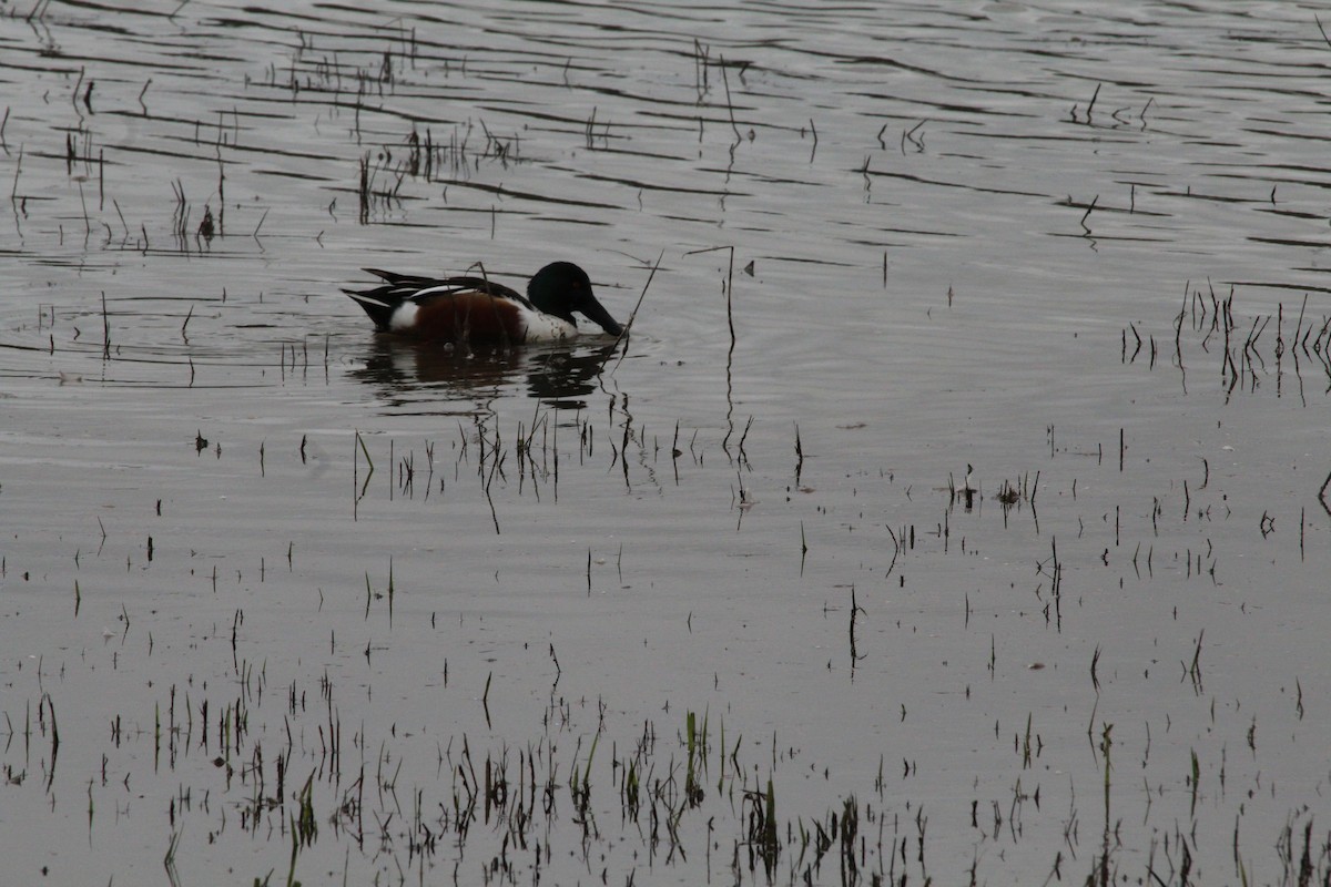 Northern Shoveler - ML614717255