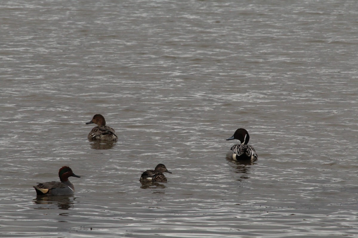 Green-winged Teal - ML614717293