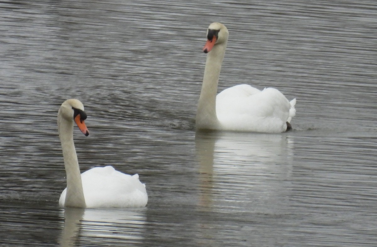 Mute Swan - Jeffrey Blalock