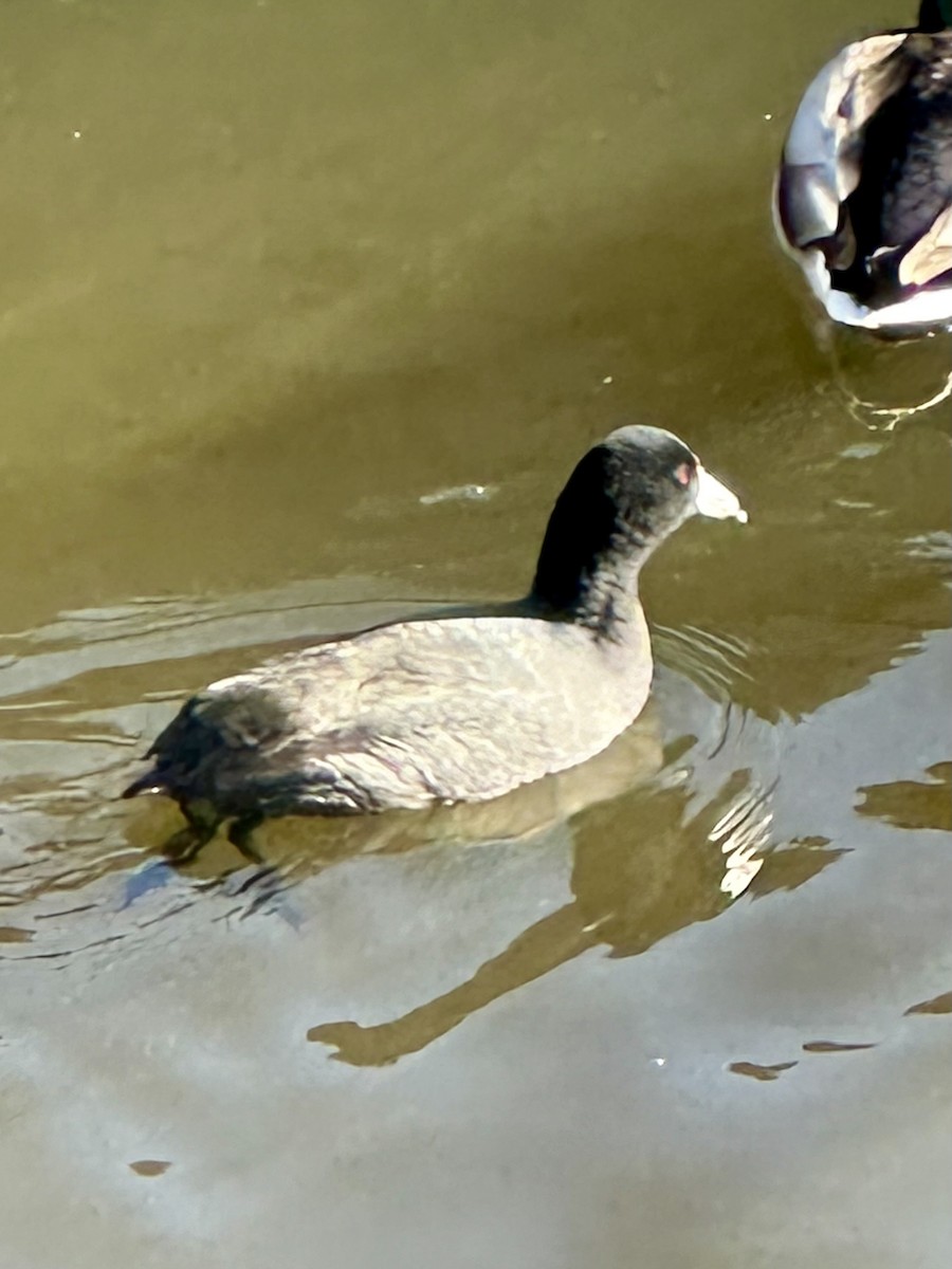 American Coot - ML614717338