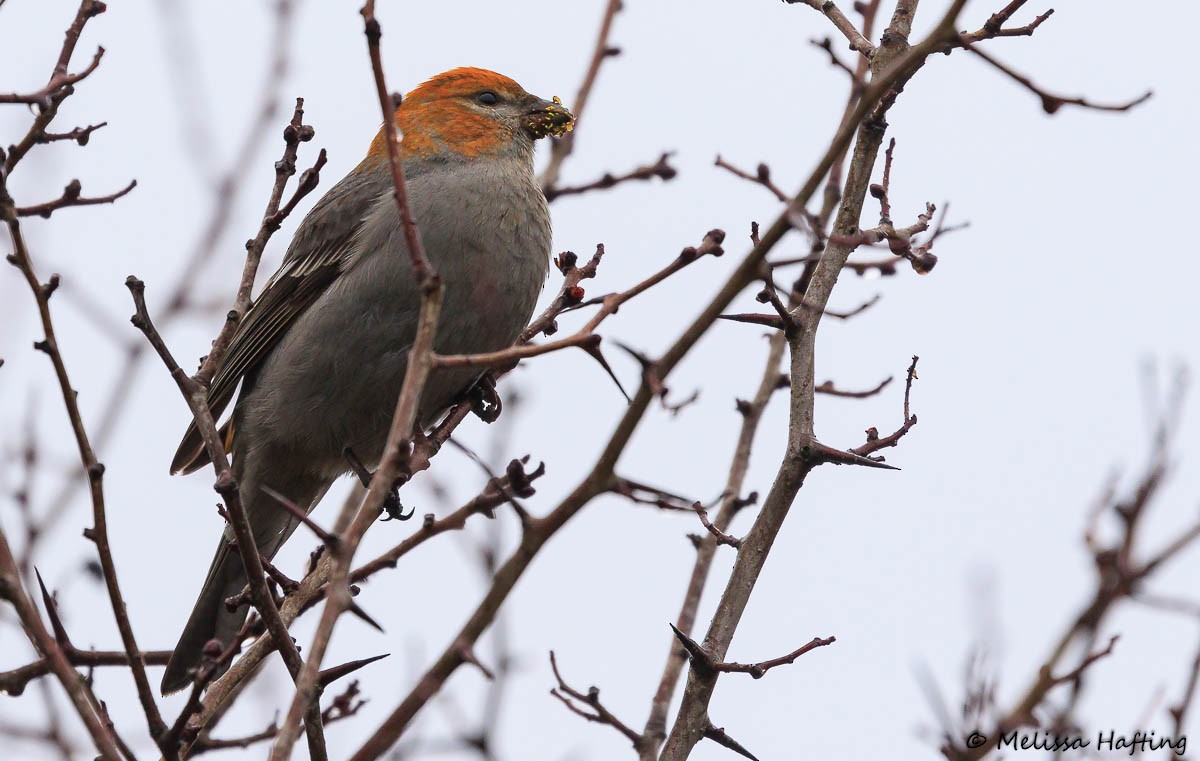 Pine Grosbeak - Melissa Hafting