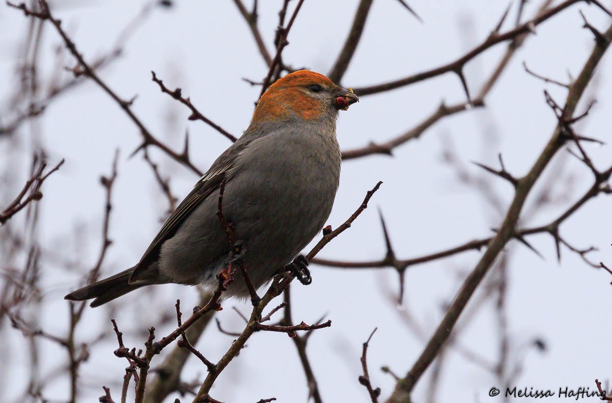 Pine Grosbeak - ML614717367