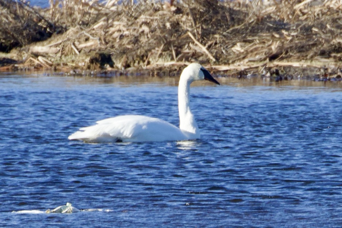 Trumpeter Swan - ML614717373