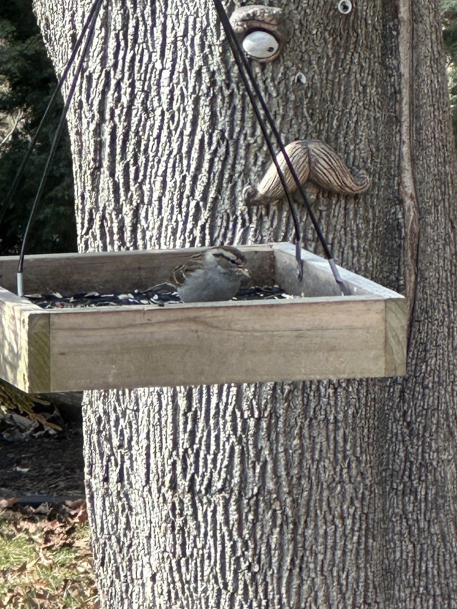 Chipping Sparrow - ML614717397