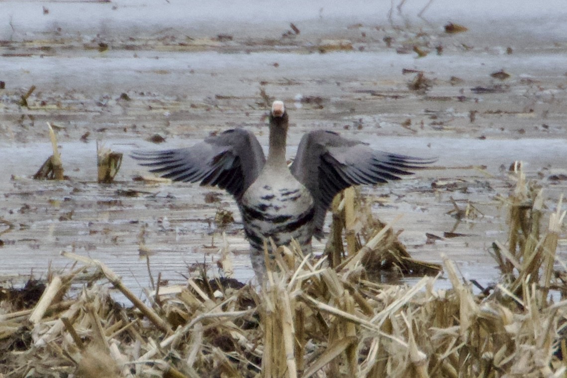 Greater White-fronted Goose - ML614717447