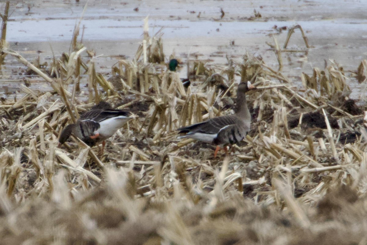 Greater White-fronted Goose - Jack Coulter