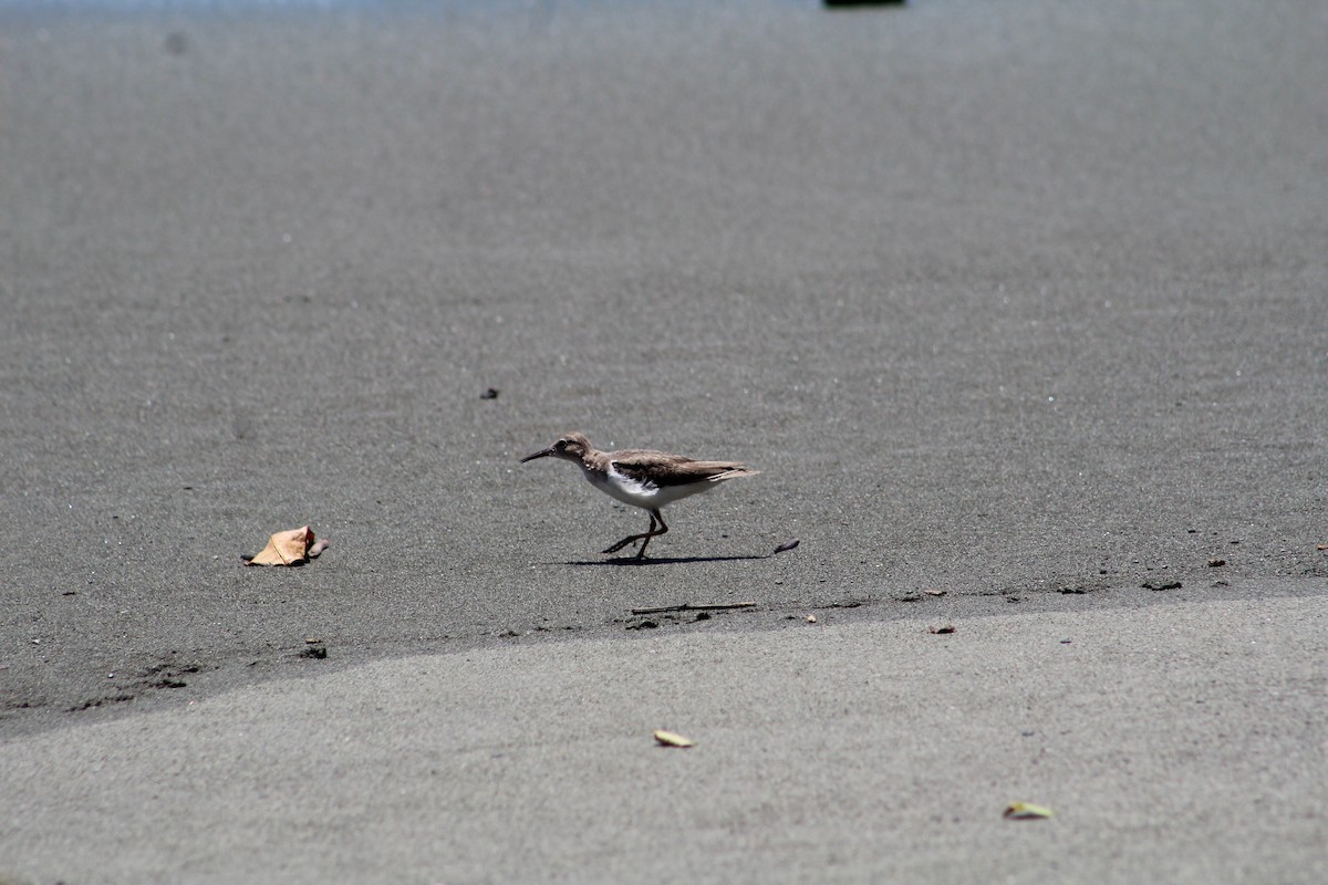 Spotted Sandpiper - ML614717462