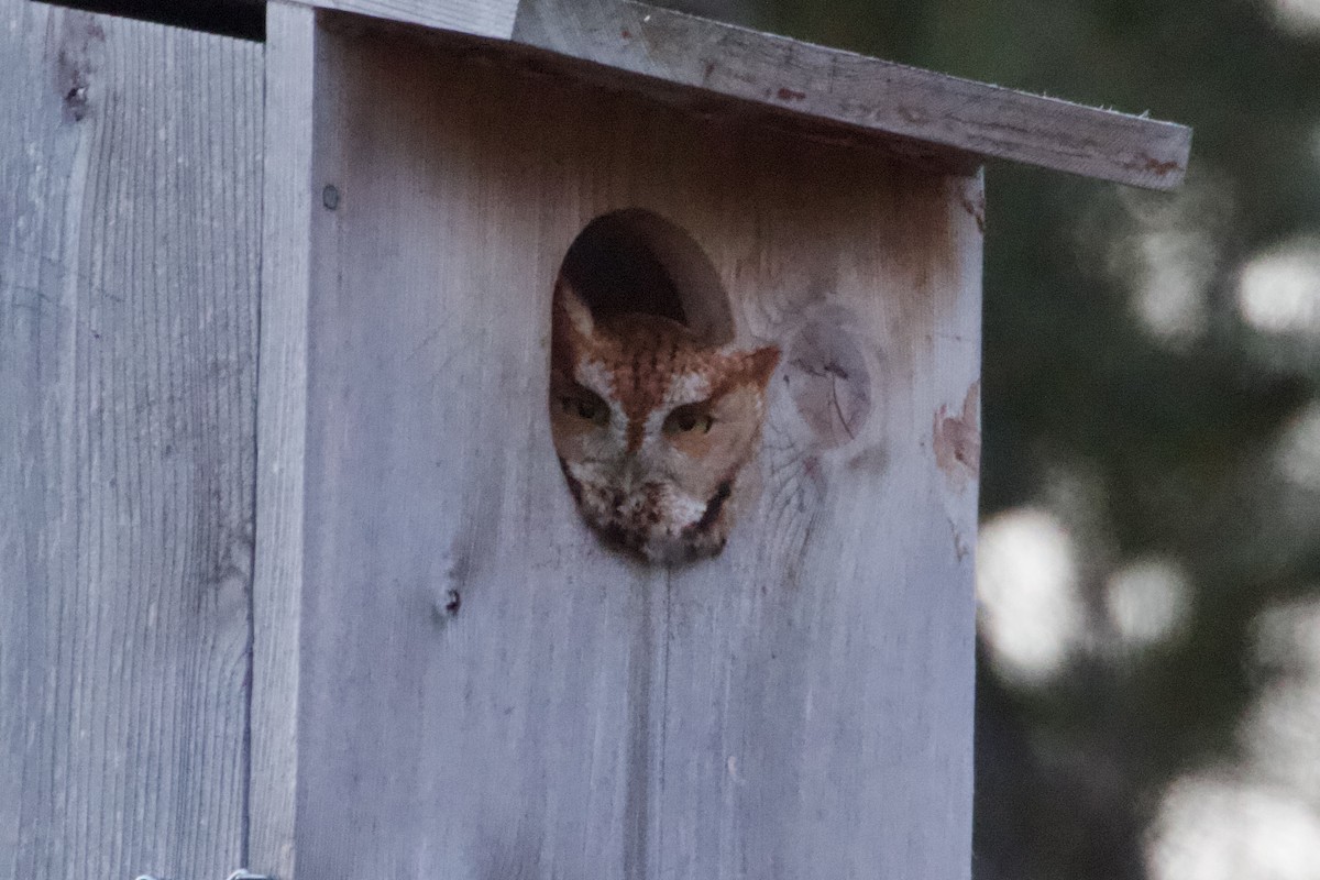 Eastern Screech-Owl - ML614717561