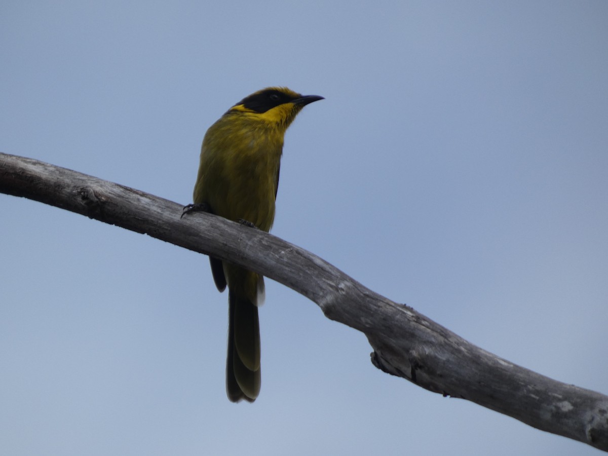 Yellow-tufted Honeyeater - ML614717606