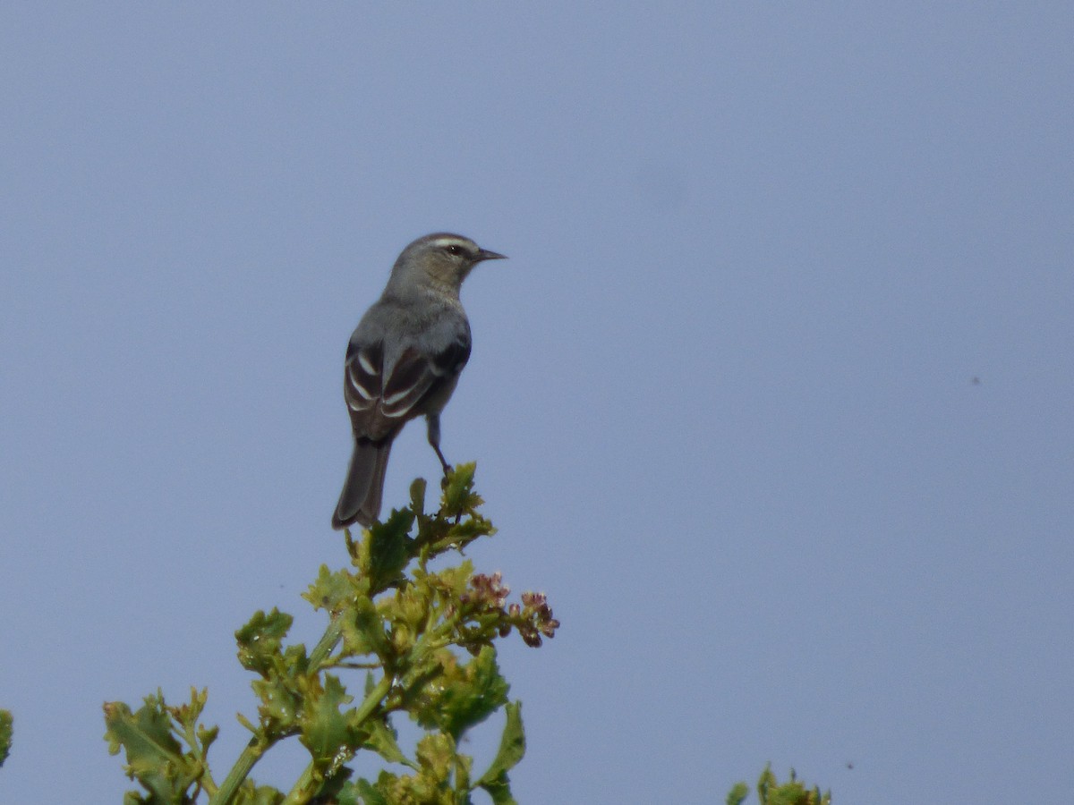 Cinereous Conebill - Antonieta Gonzalez Soto