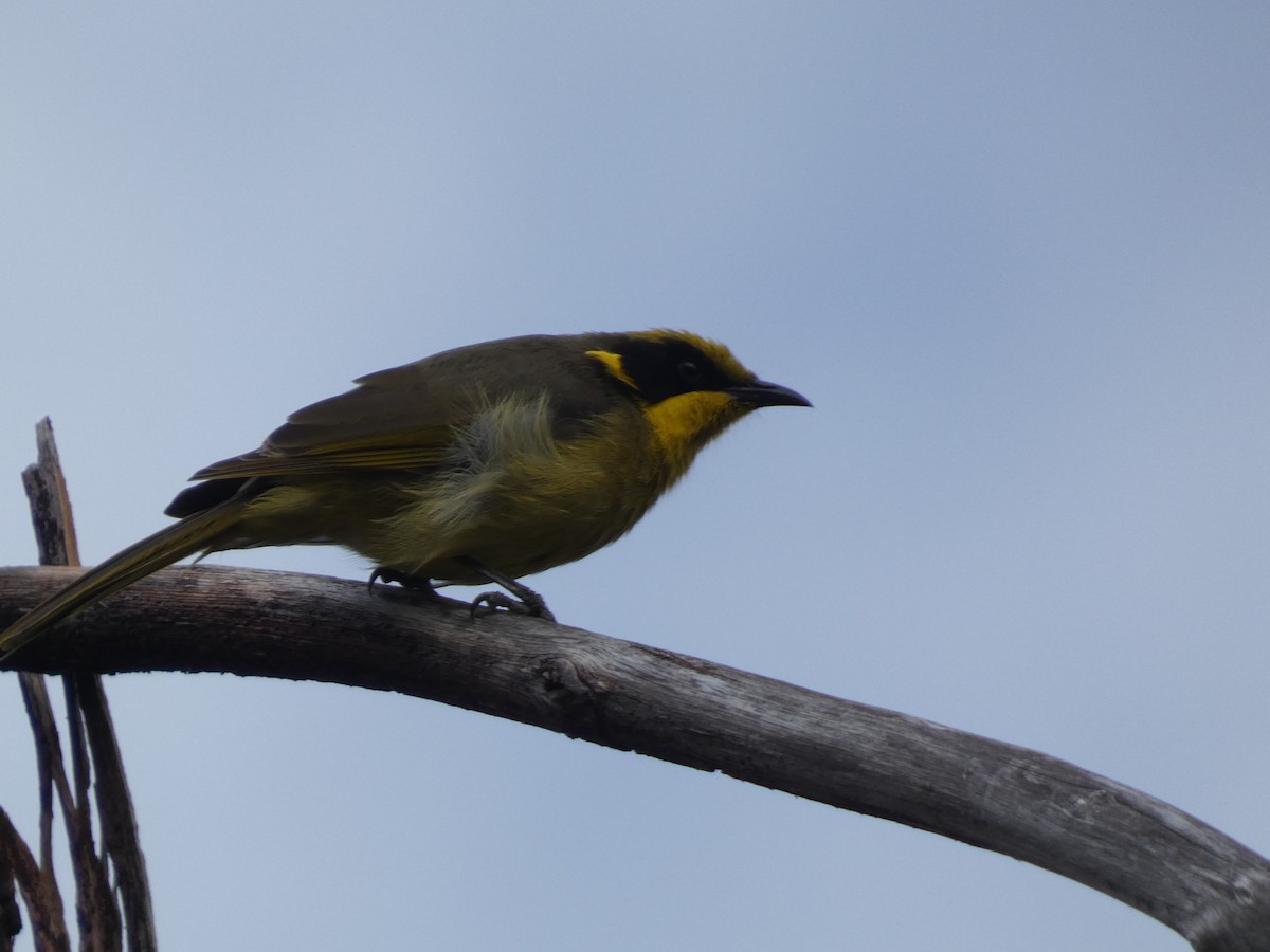 Yellow-tufted Honeyeater - ML614717623