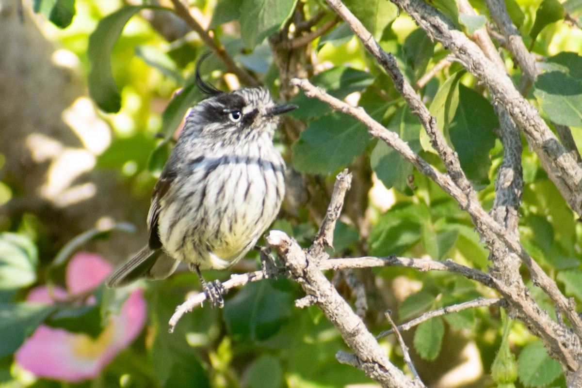 Tufted Tit-Tyrant - ML614717668