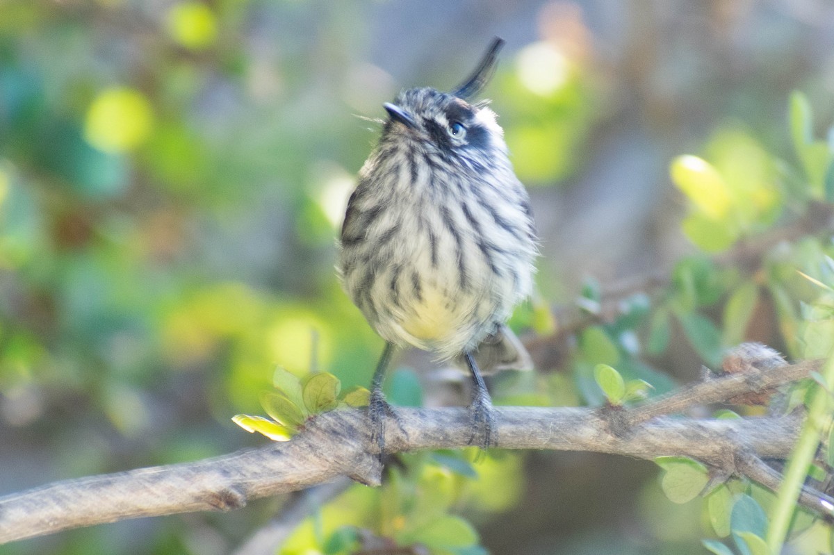 Tufted Tit-Tyrant - ML614717669