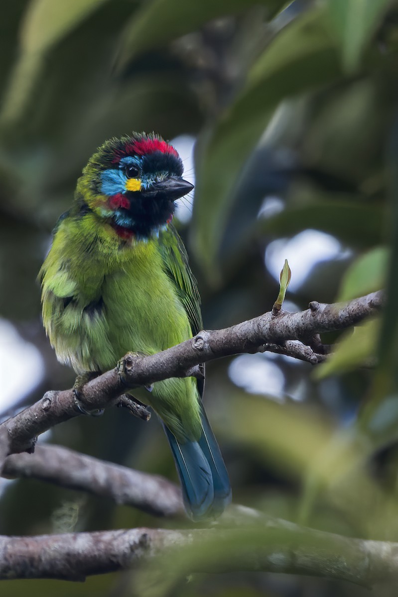 Bornean Barbet - ML614717670