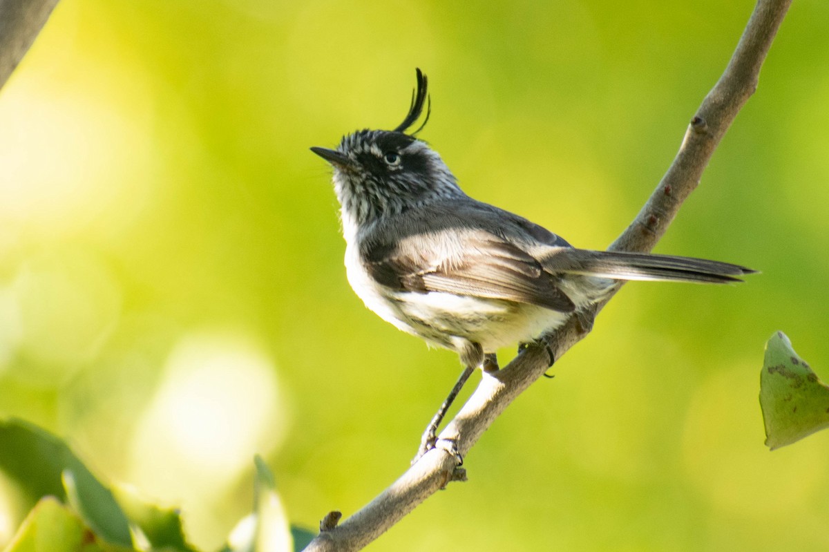 Tufted Tit-Tyrant - ML614717672