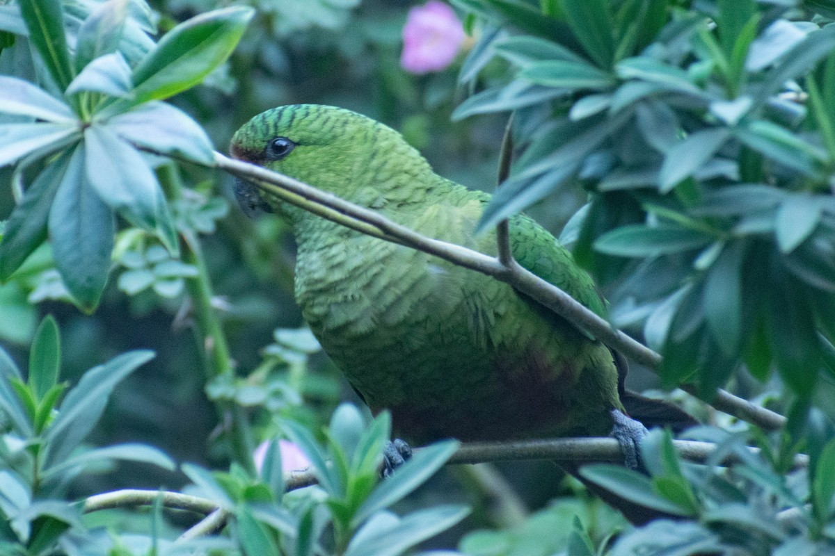 Austral Parakeet - ML614717694