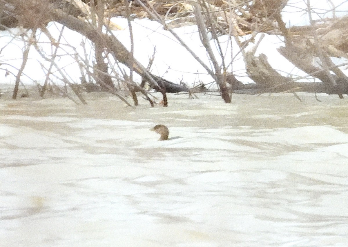 Pied-billed Grebe - ML614717734