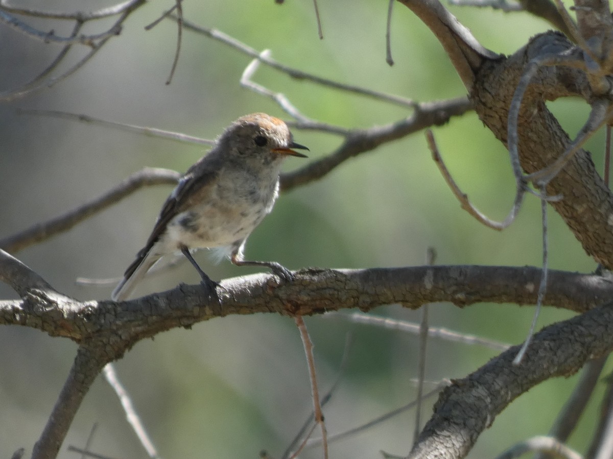 Red-capped Robin - ML614717746