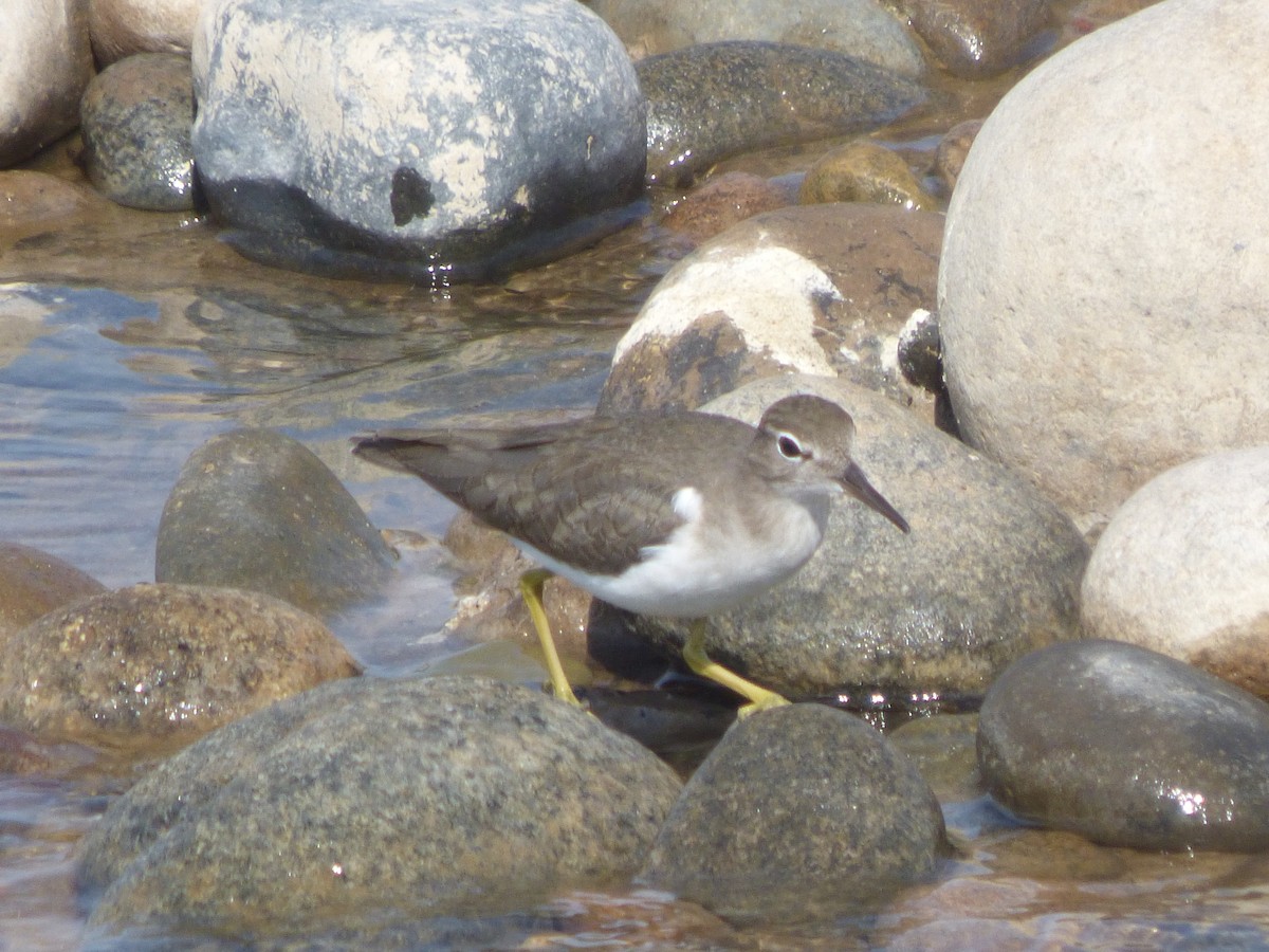 Spotted Sandpiper - ML614717751