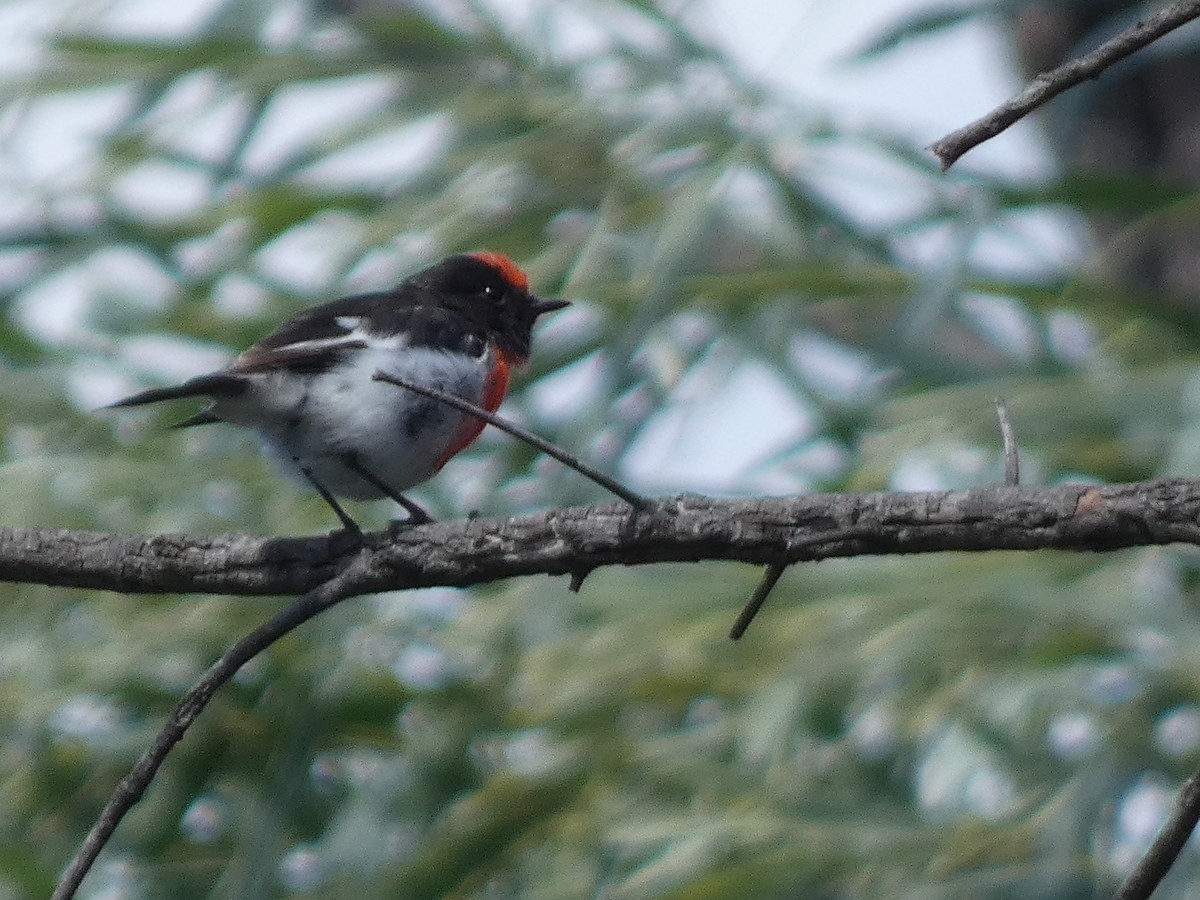 Red-capped Robin - ML614717758