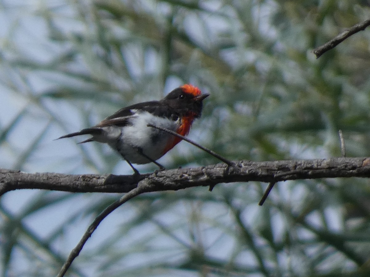 Red-capped Robin - ML614717762