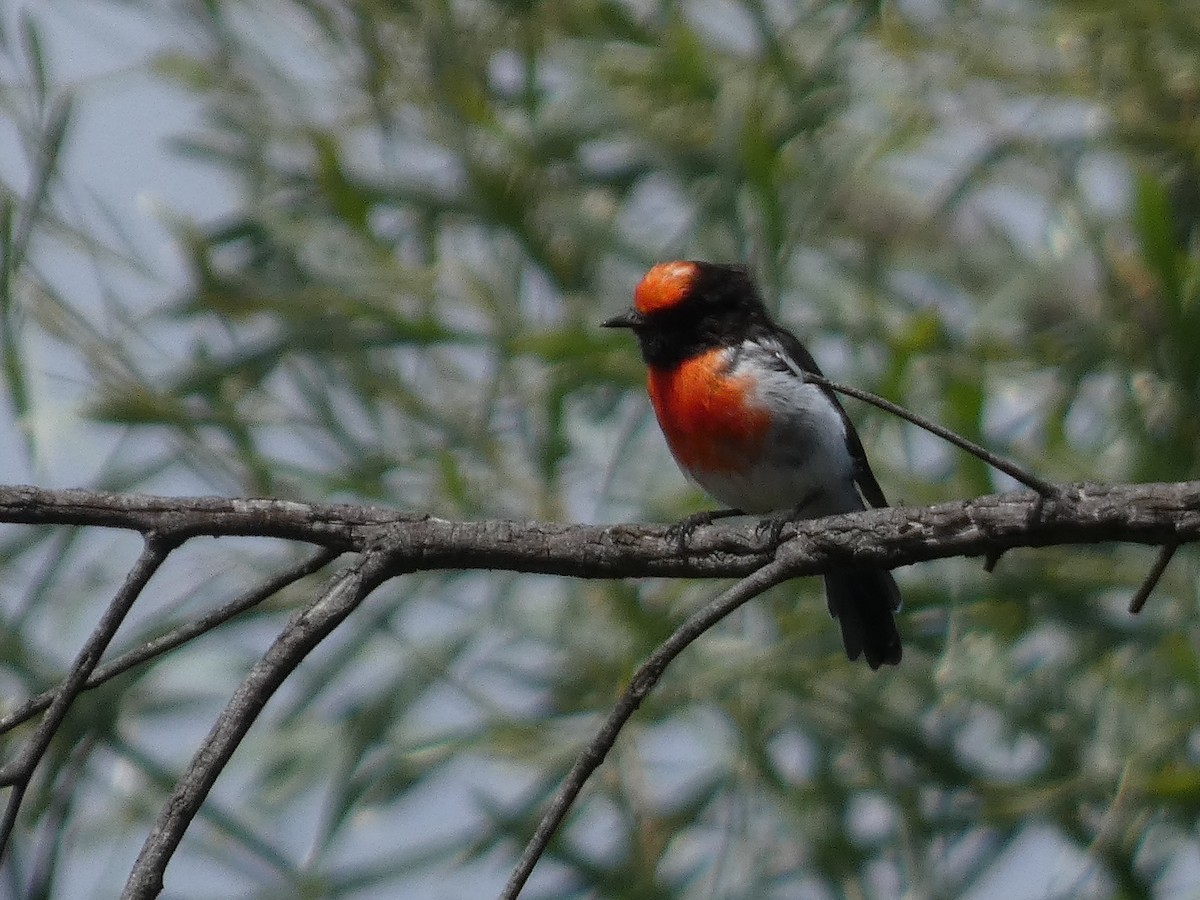 Red-capped Robin - ML614717768