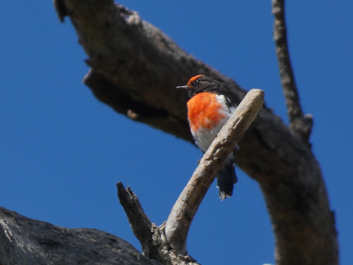 Red-capped Robin - ML614717778