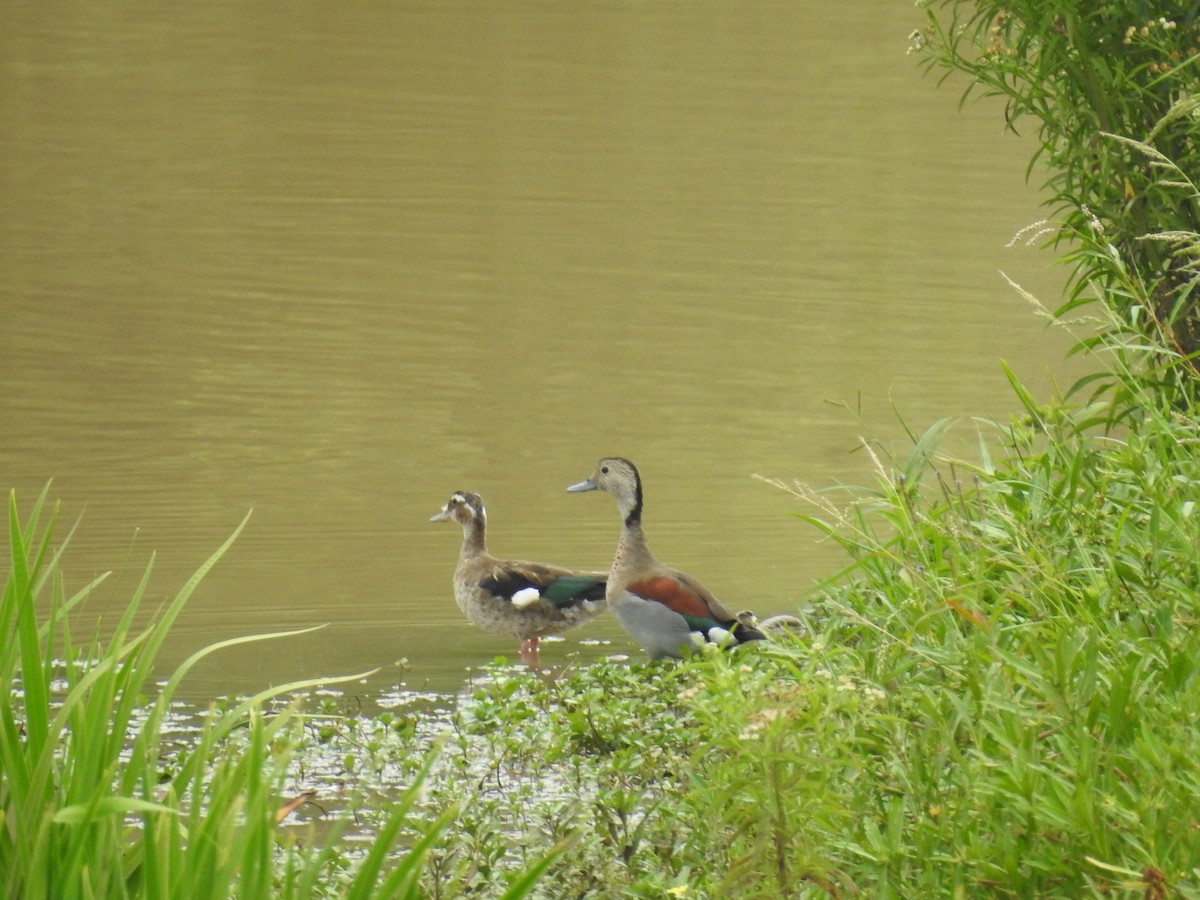 Ringed Teal - ML614717779