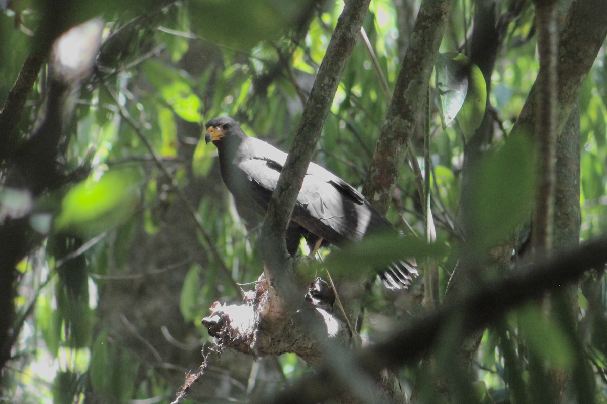 Common Black Hawk - ML614717793