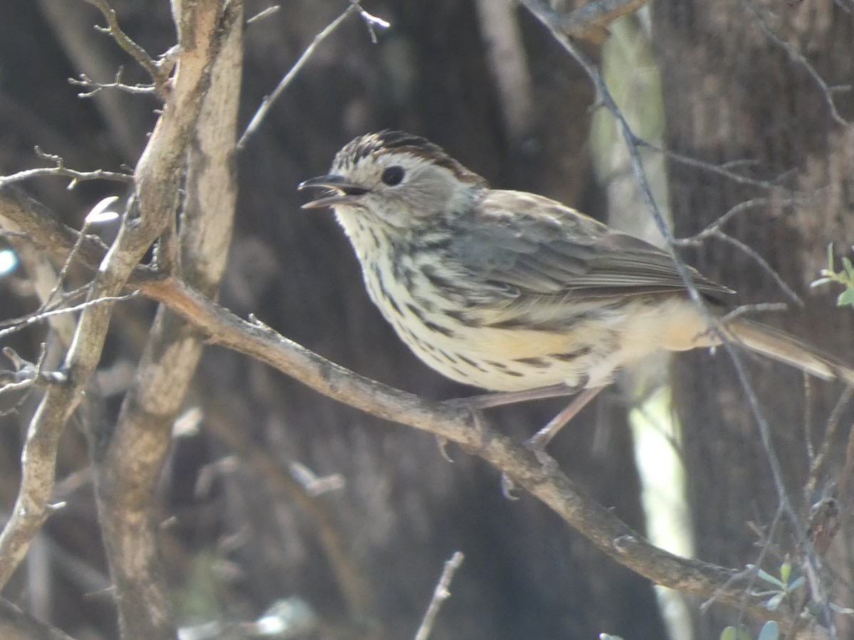 Speckled Warbler - ML614717812