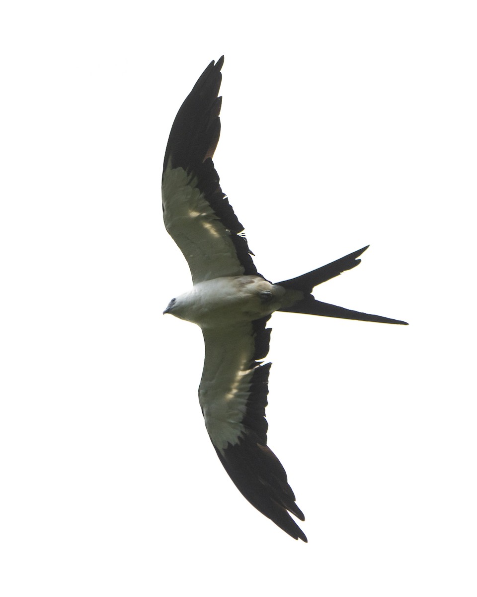 Swallow-tailed Kite - ML614717938