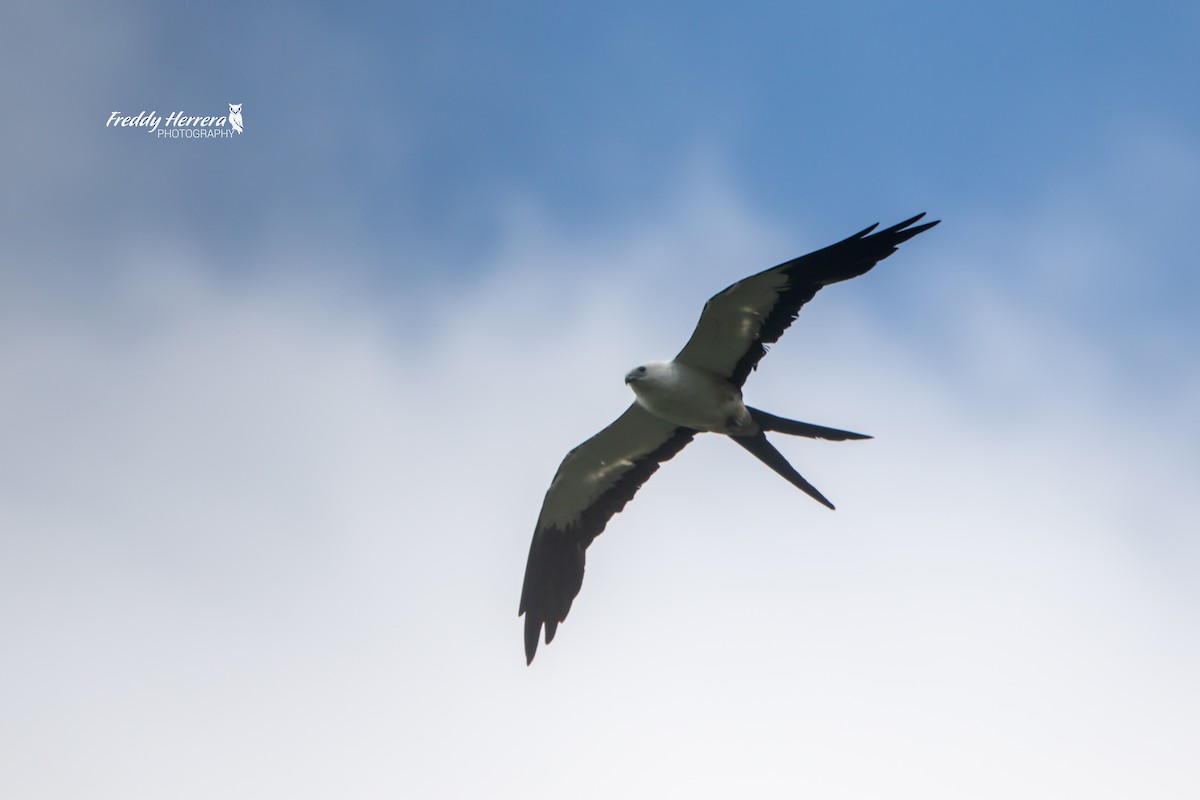Swallow-tailed Kite - ML614717940