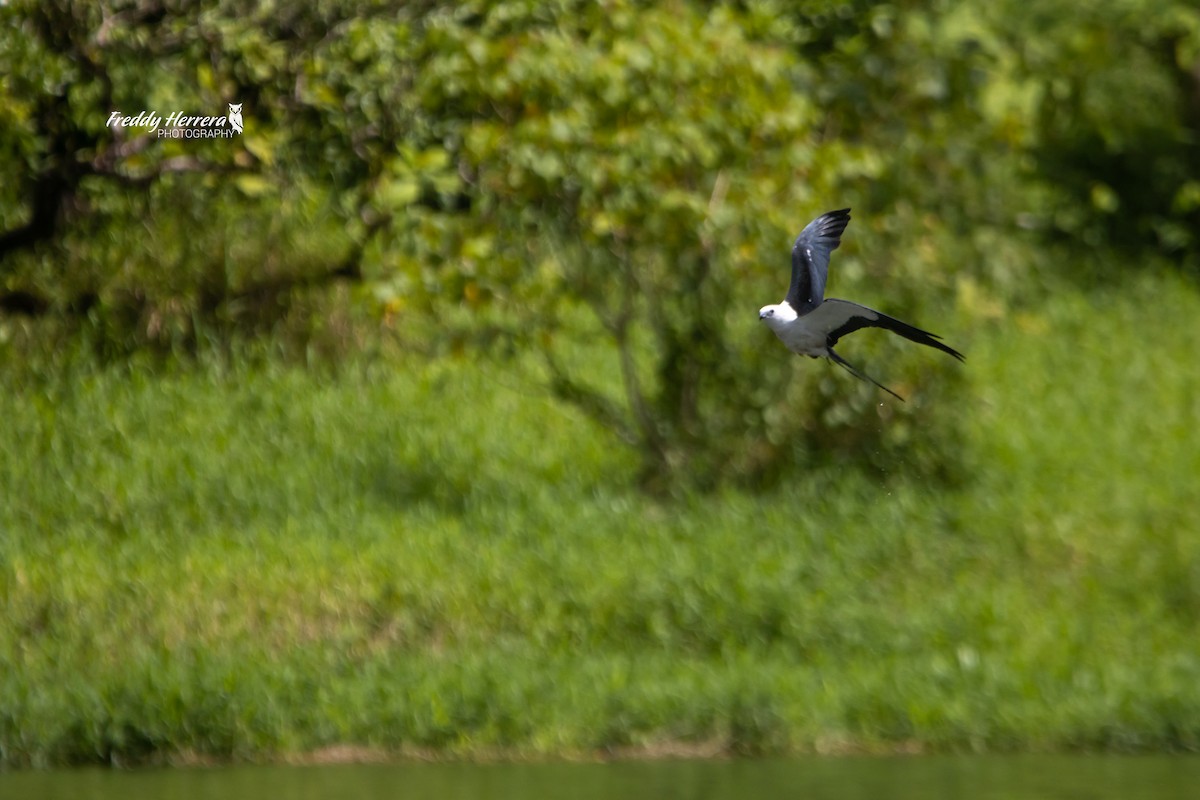 Swallow-tailed Kite - ML614717942