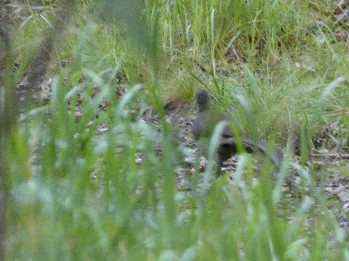 Superb Lyrebird - ML614717947