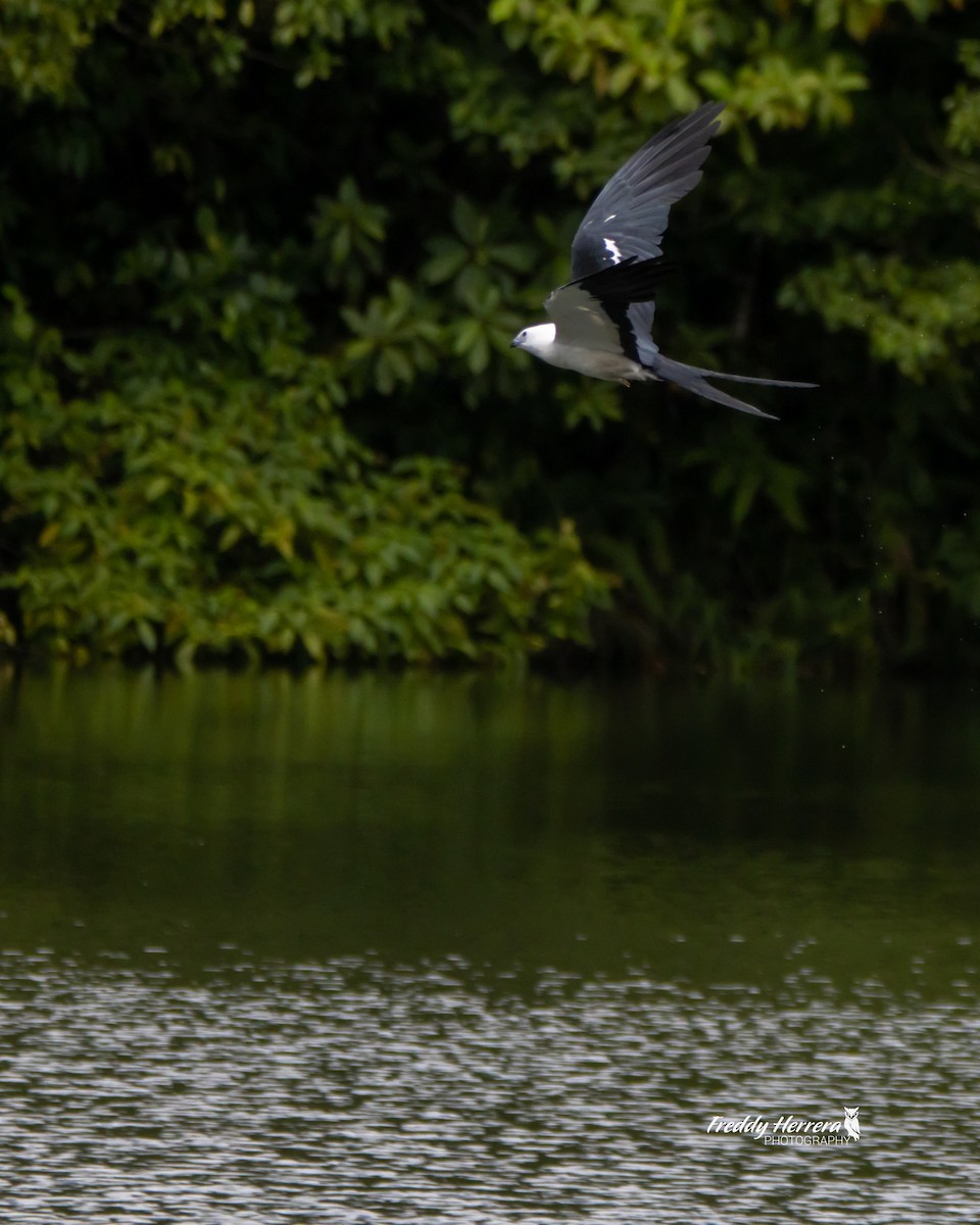 Swallow-tailed Kite - ML614717972