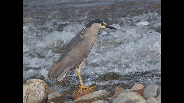 Black-crowned Night Heron - ML614718112